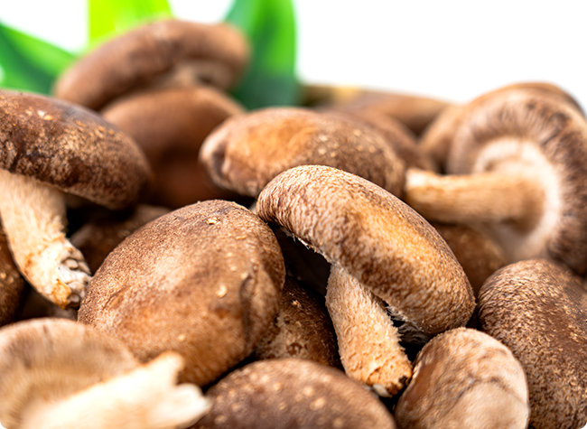 しいたけの写真